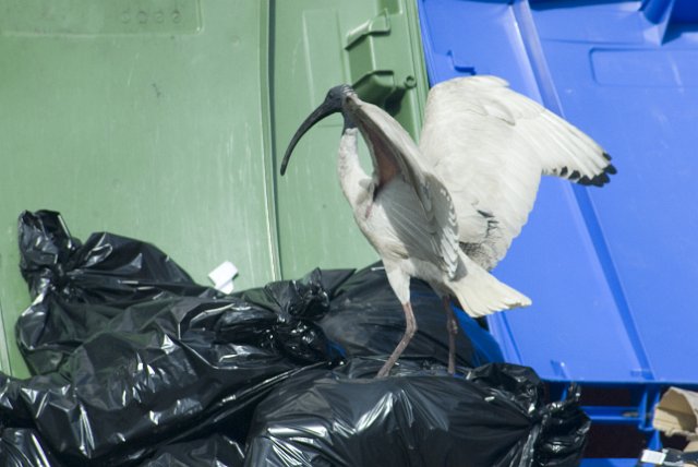 an ibis in the bins