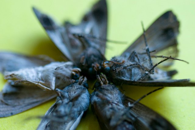 macro image of moths