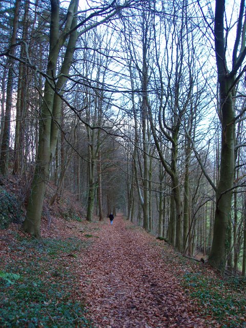 a distant lone individual walking through a winter woodland