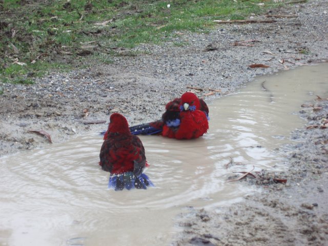 two colourful birds bathing in a muddy puddle