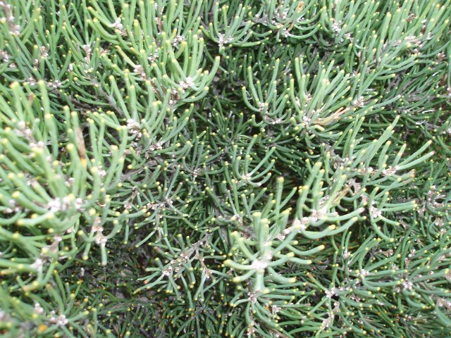 close up in the structure of a green soft spiny plant