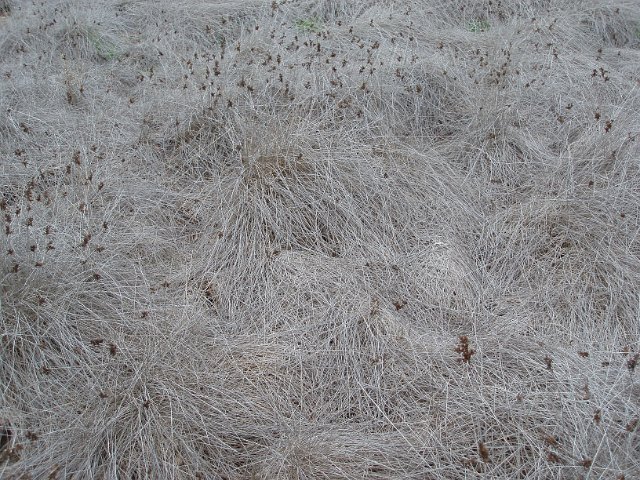 a background of dry dead grasses