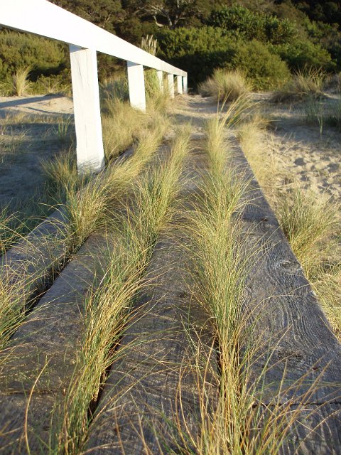 grasses growing through cracks in an old wooden walkway