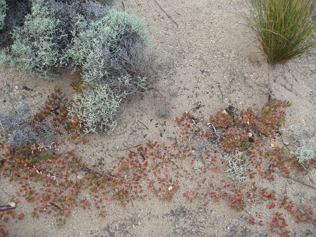 various dune plants and sand