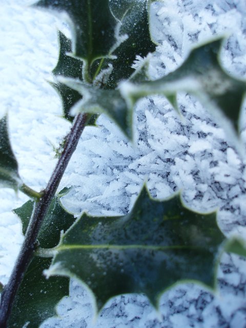 frozen holly sprig on frosty background