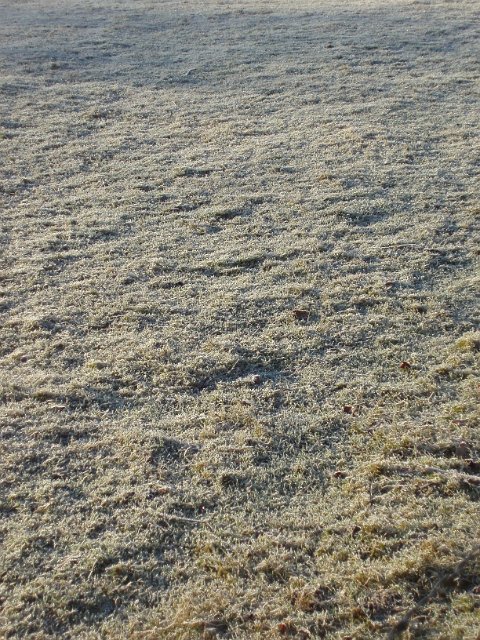 frosty grass