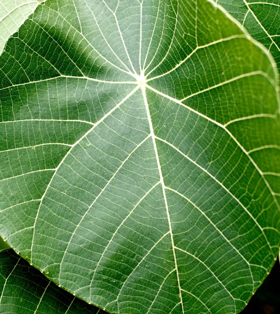 close up on the leaf of a plant showing the biological structure