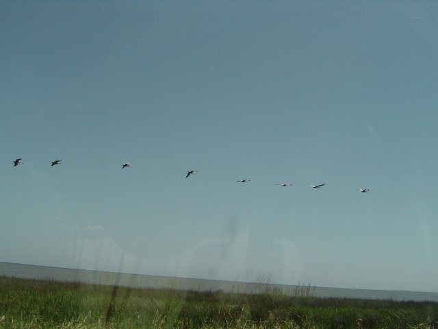 abstract line of birds flying seen from a car window