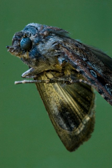 macro images of a moth