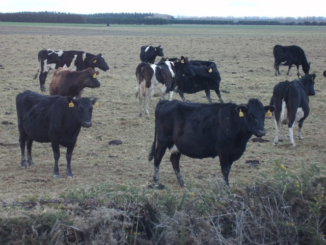 cows in a field, mooo
