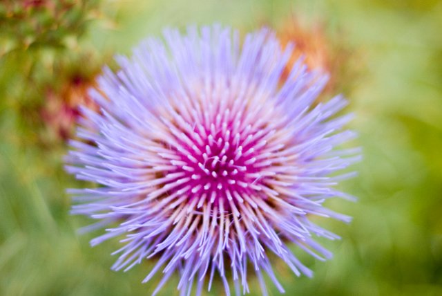 the head of a purple thistle flower
