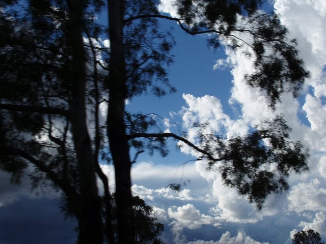 trees with motion blur and cloudy and sky