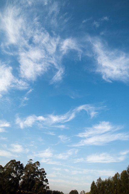 a sky filled with layers of high altitude wispy clouds with a forest foreground