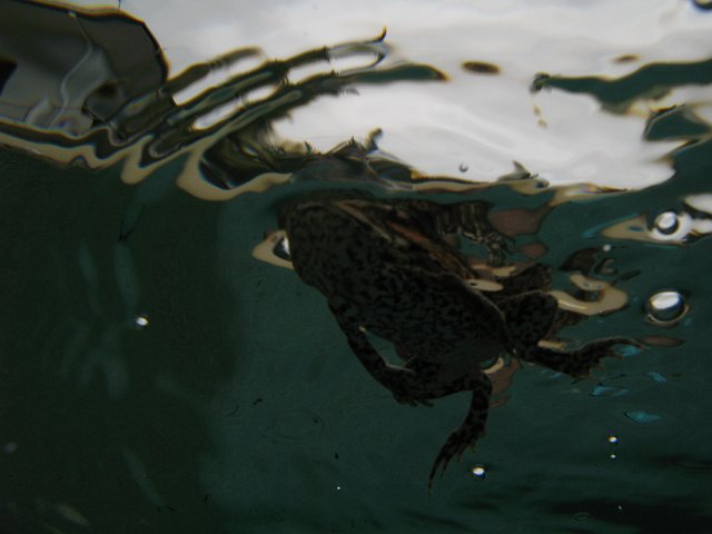 amphibian swimming pool fun
