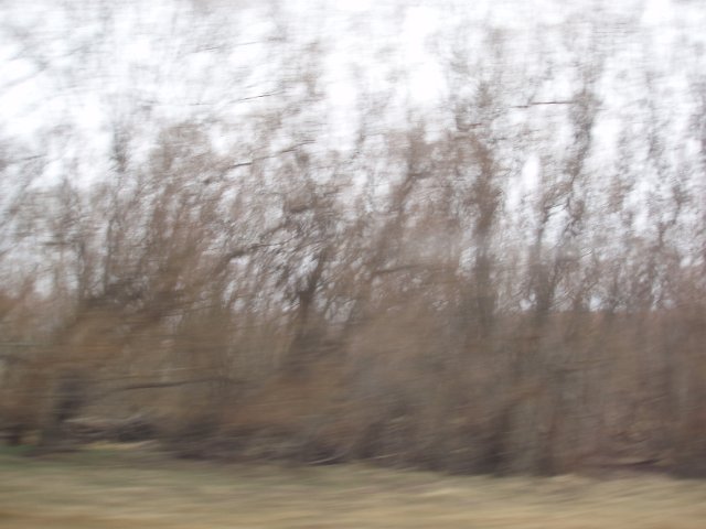 abstract trees from the bus window