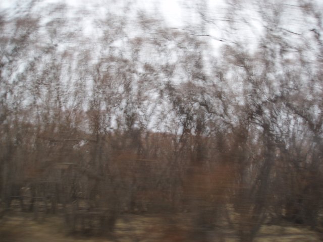 blurred trees from the bus window