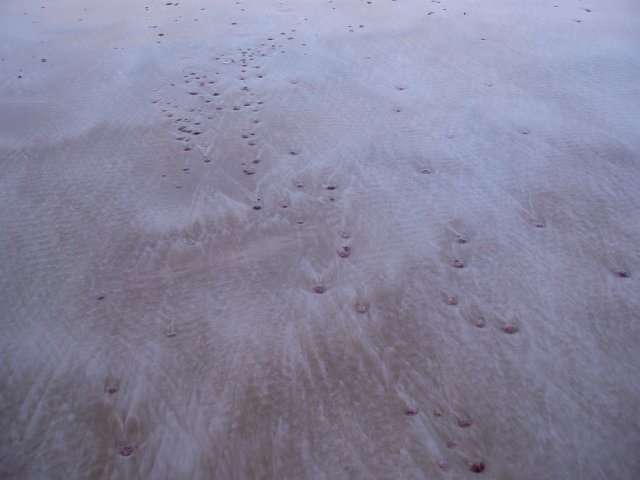 thousands of tiny jelly fish washed up onto the sand on a beach