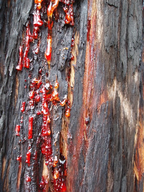 red sap spilling from a gum tree