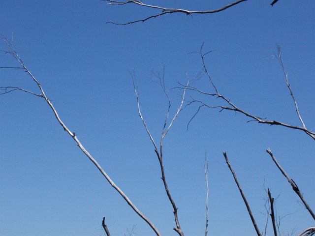 blue sky and dead tree branches