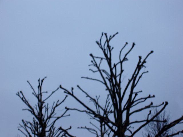 defocused organic design abstract - trees silhouetted against a gloomy sky