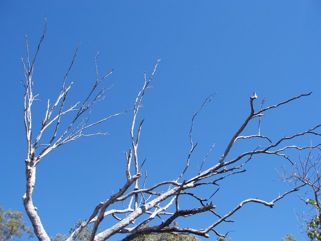 a dead white tree contrasted against a cloudless blue sky