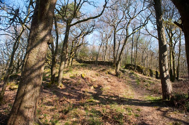 a pretty woodland scene pictured in early spring