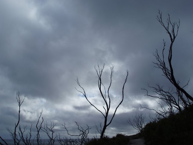 winter tree branches on a stormy day