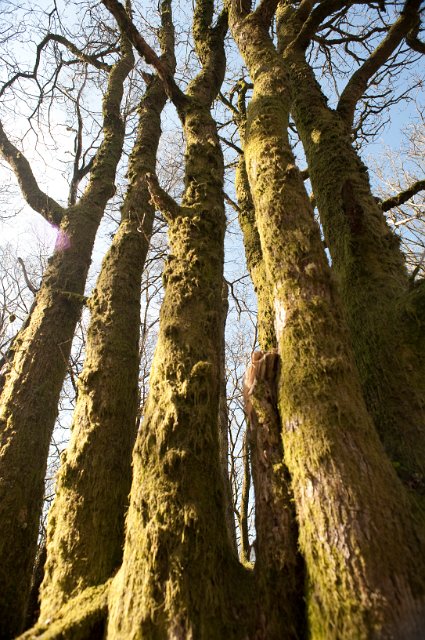 Low angle view of the trunks of a copse of tall trees with their bark covered in moss and lichen