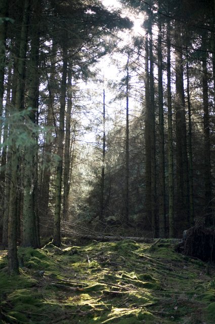dense forest woodland with a small moss covered clearing and light from the rear