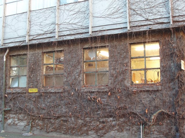 wall covered in 'poisoned ivy'