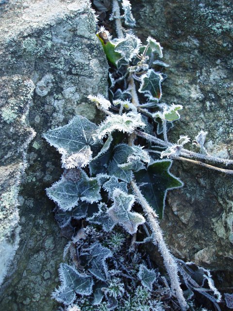 ivy and rock covered in winter frost