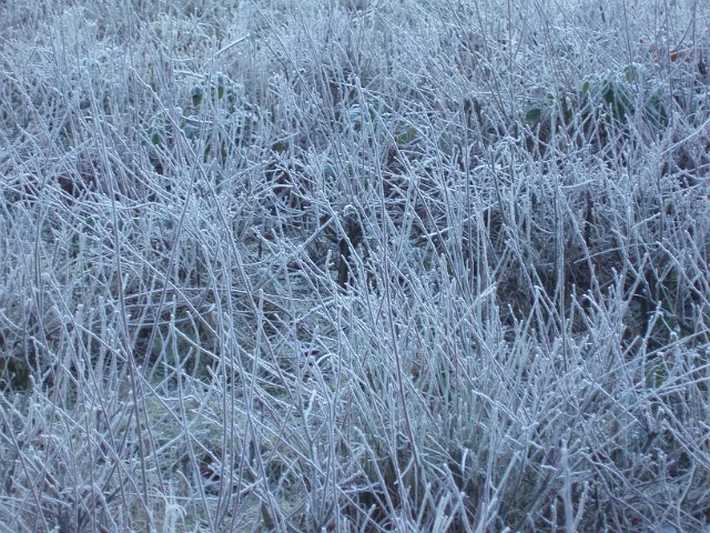 frozen grass in a wintery meadow