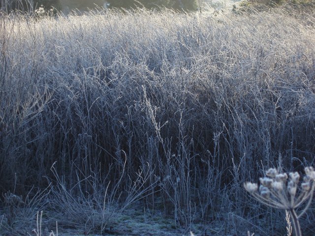 frozen winter scene a field of tall grass frozen solid