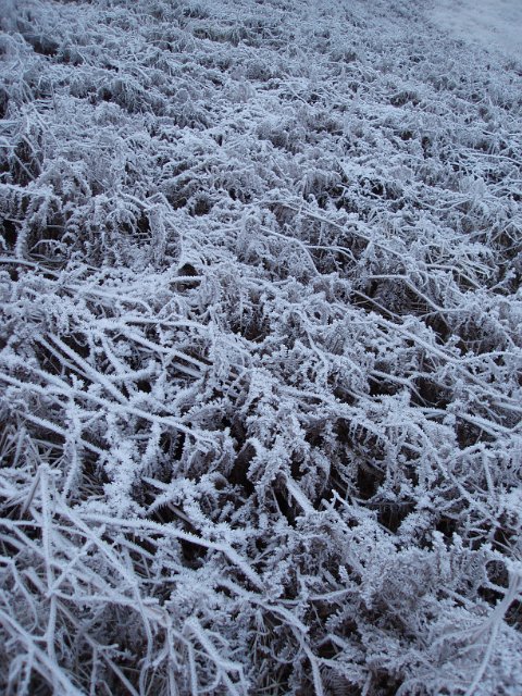 frozen braken background covered in icy white frost crystals