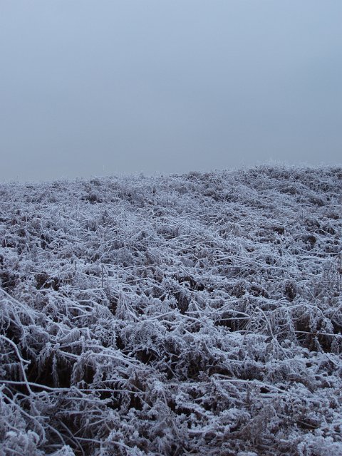 frost covered bracken on the common/fell