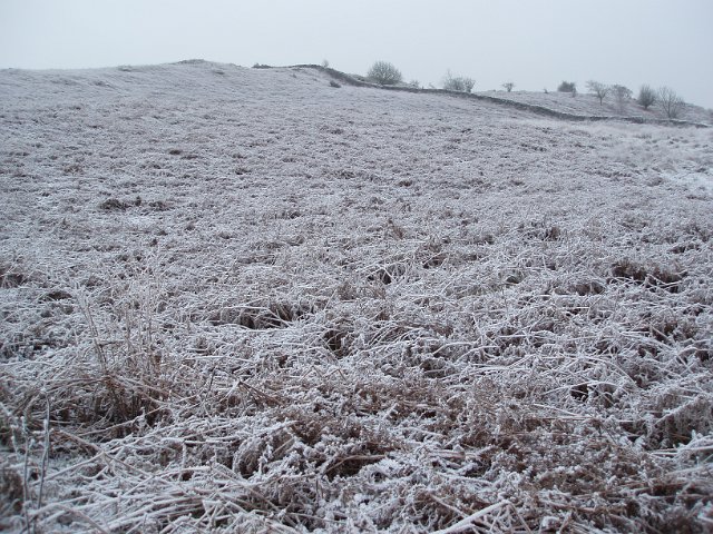 frost covered bracken on the common/fell with trees in the distance