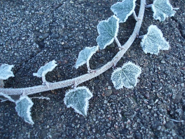 climbing ivy with icy cold winter frosting