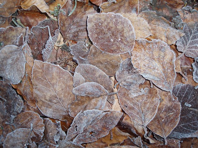 brown leaves covered in frost