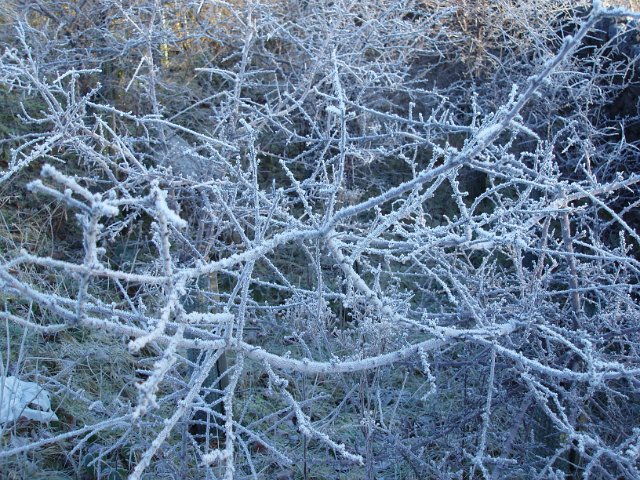 photo study of frozen branches