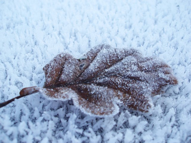 frost covered brown oak leaf