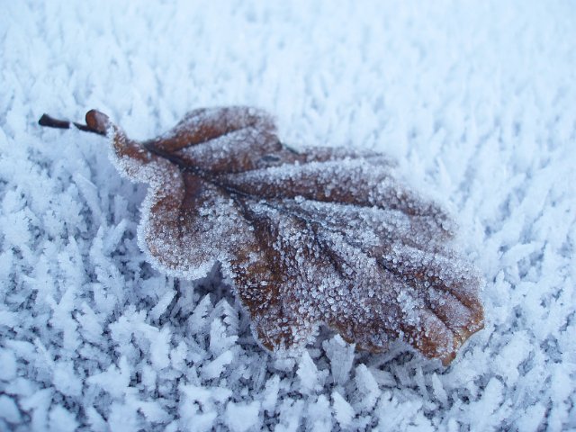 icy cold frost oak leaf