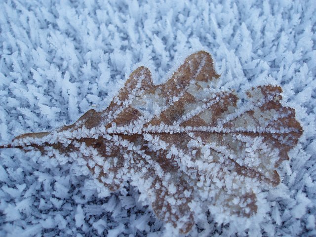 frost covered brown fallen oak leaf on a bed of more frost cryatals