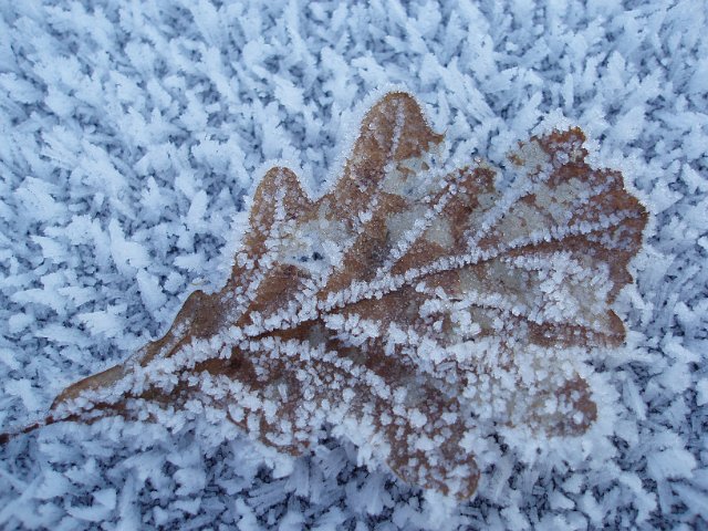 frosty cold brown oak leaf on a winter morning
