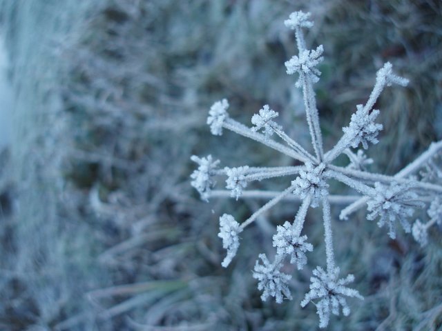 seedhead with frost