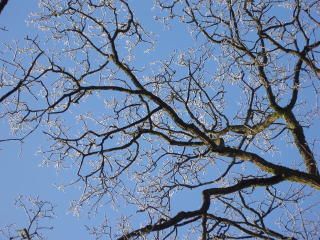 frosty tree with blue sky background