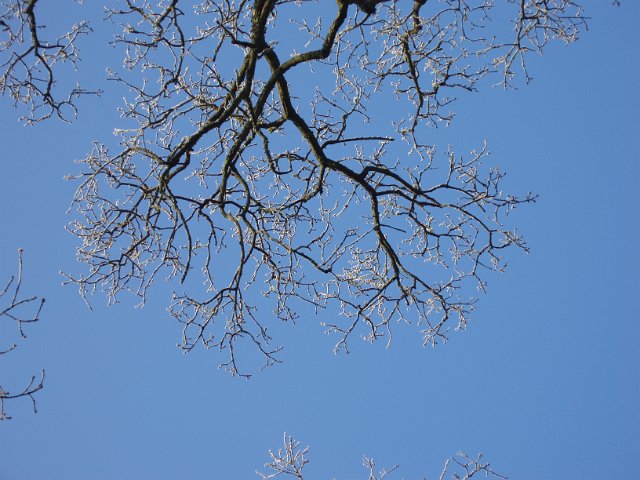 leafless frosty tree with blue sky background on a crisp cold winter morning