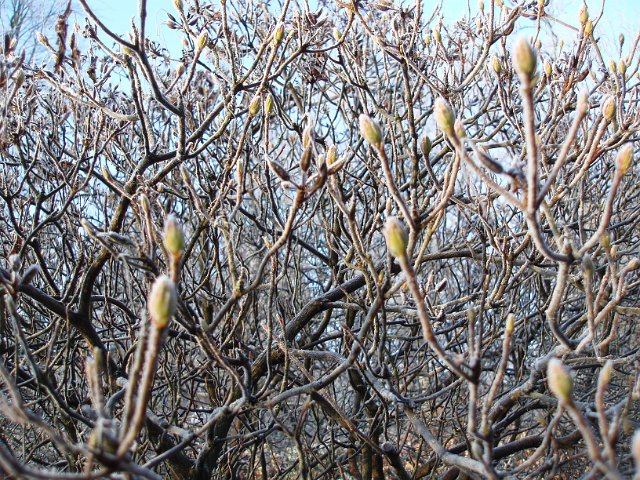 cold snap, new buds on a plant caugh in a late frost