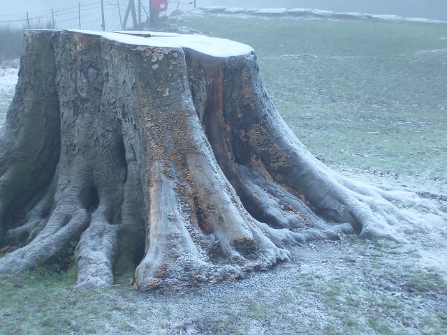 large tree stump on a foggy and frosty morning