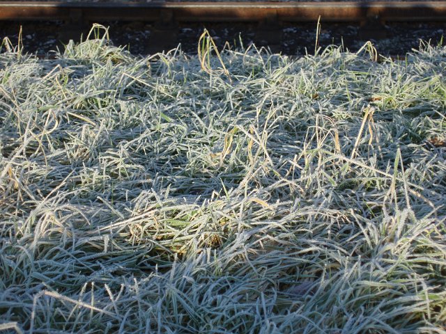 frosty grass in the sunlight