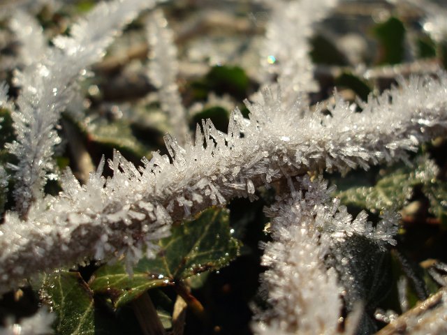 frost growing into ice crystals on a hedgerow